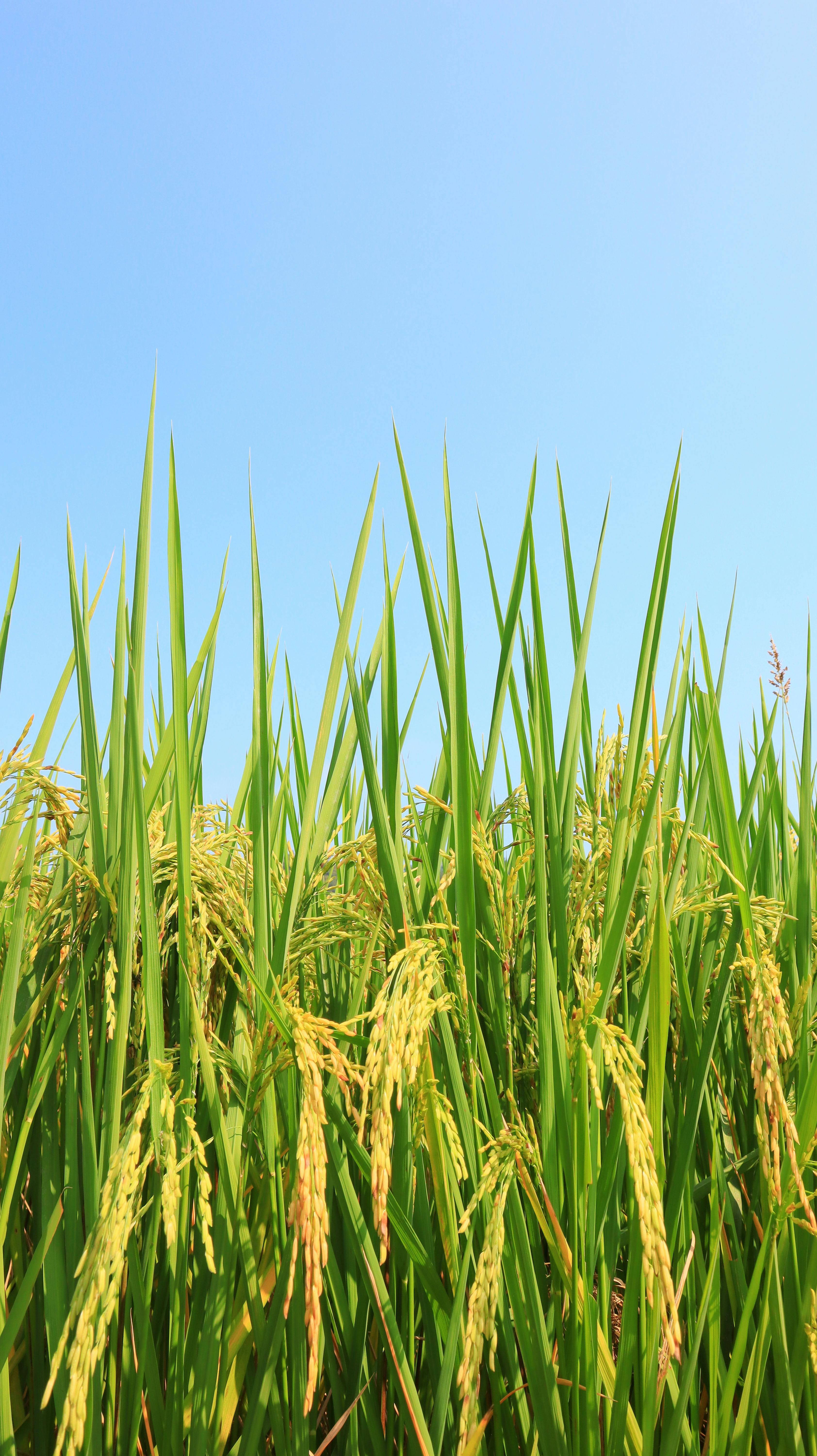 Large-scale farming operation